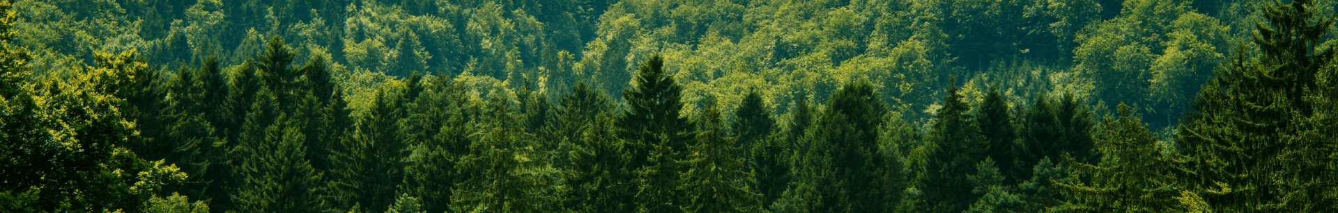 menzer_banner_fsc_zertifizierung_2500x400px_1920x1920